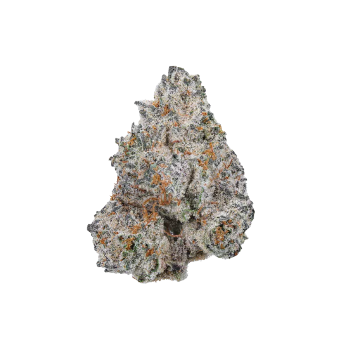 White Truffle (Feminized) by Growers Choice — gourmet, earthy profile