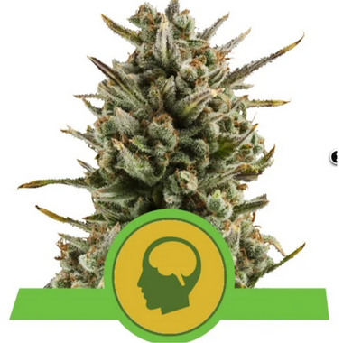 Amnesia Haze Automatic by Royal Queen Seeds — classic potency auto