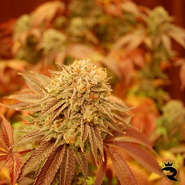Automatic AK Female autoflowering cannabis seeds by Advanced Female Seeds