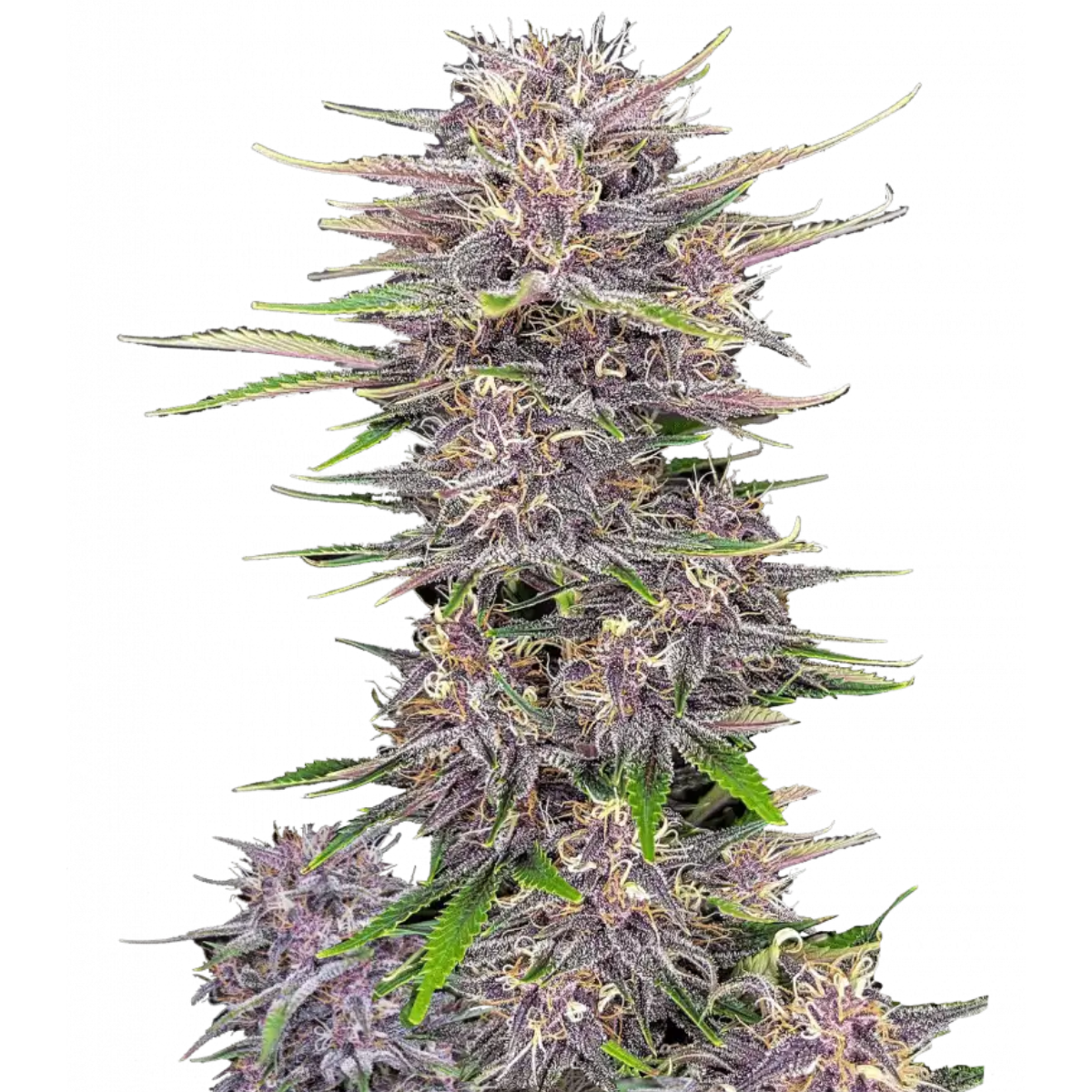 Banana Purple Punch Auto by FastBuds — quick dessert terps
