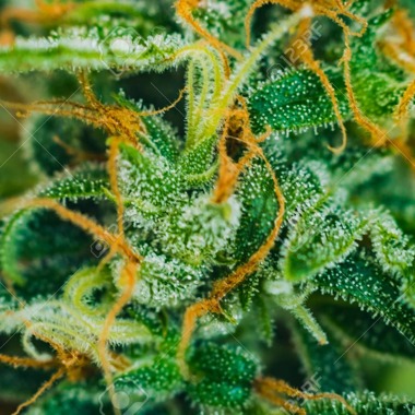 Blackberry Auto by Feminised Seeds Co. — fruity, high-THC auto