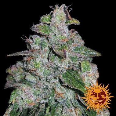 Blueberry OG feminized by Barneys Farm