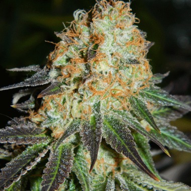 Cash Crop Auto by Cream of the Crop — quick, productive auto