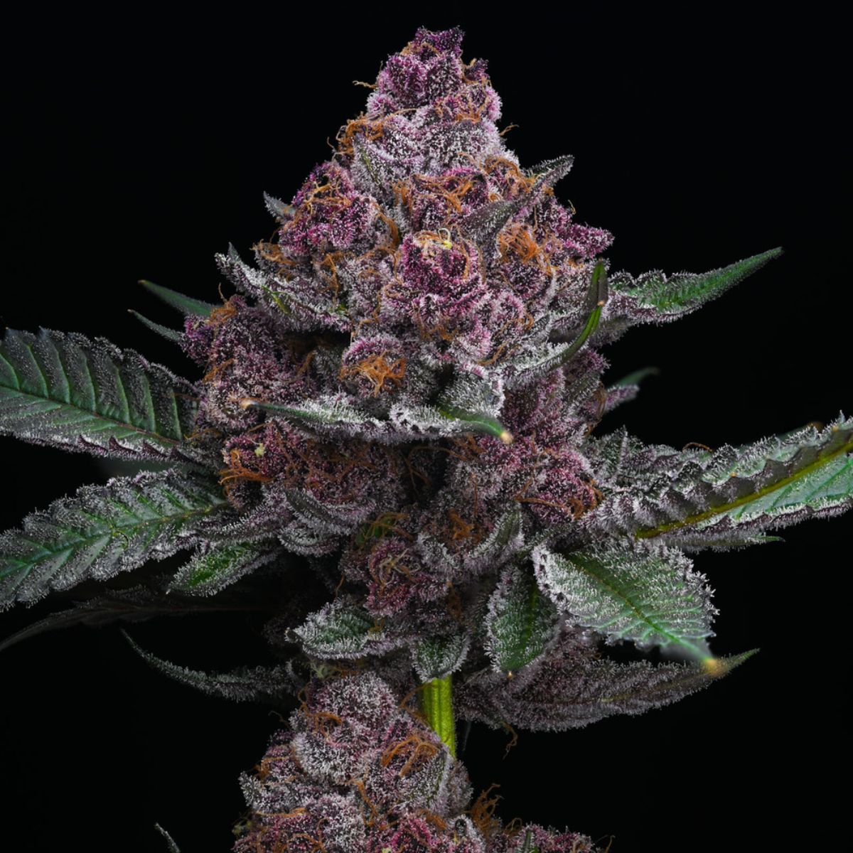 Cherry Poppers feminized seeds by Barneys Farm