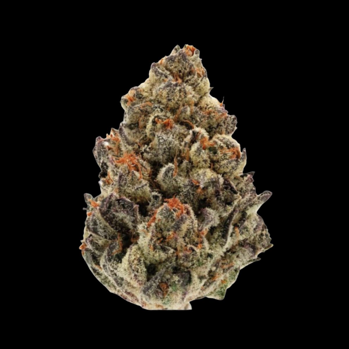 Bruce Banner III (Feminized) by Growers Choice — powerful modern hybrid