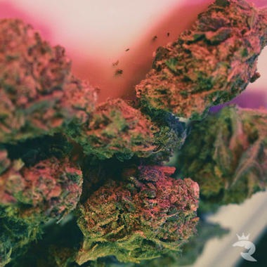 Critical Auto Feminized seeds by Feminised Seeds Co. — fast classic auto