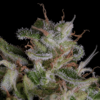 Alien Gorilla Feminized Seeds 