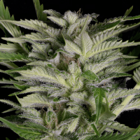 Alien Technology Feminized Seeds