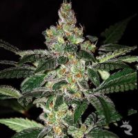 Amnesia Feminized