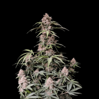 Amnesia Z Auto