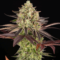 Apple Fritter Feminized Seeds