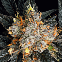 Aura Feminized Seeds
