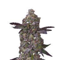 Auto Tre Lime Sorbetto Seeds