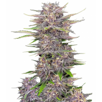 Banana Purple Punch Auto