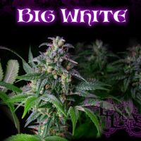 Big White