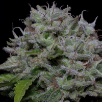 Big Head Confidential Feminized Seeds