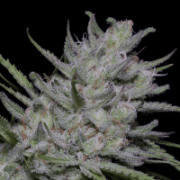 Bighead Superfast Auto Feminized Seeds