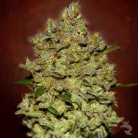 BioDiesel Mass Auto Feminized