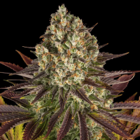 Biscotti Feminized Seeds