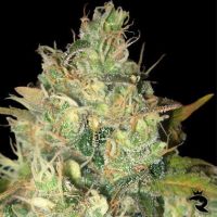 Black Russian Feminized