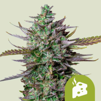 Blue Cheese Auto Feminized Seeds