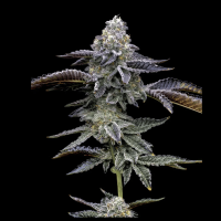 Blue Dream Cannabis Seeds