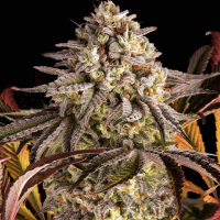Blue Sunset Sherbert Feminized Seeds 