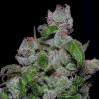 Blueberry Crystal Gelato Cannabis Seeds