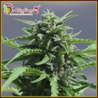 Banana Rapids Feminised Seeds