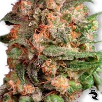 BrainStorm Feminized AKA Hempstar