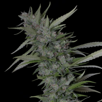 Bruce Banner #3 Feminised Seeds 