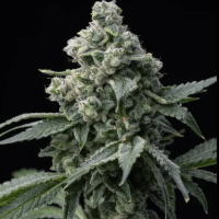 Bruce Banner Feminized Seeds