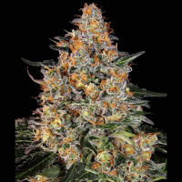Bubba Kush Cannabis Seeds