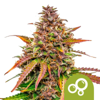 Bubble Kush Auto