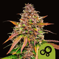 Bubble Kush Auto