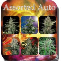 Buddha Seeds Assorted Auto Mix Pack