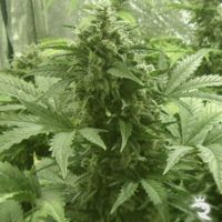 Buddha Seeds White Dwarf Auto Feminized