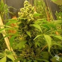 Buddha Seeds White Dwarf