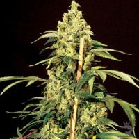 Bulldog Seeds Jack Herer Feminised