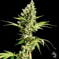 Bulldog Seeds Sour Diesel