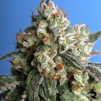 Burmese Kush Feminized