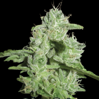 California Orange Cheese Feminized Seeds 