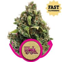 Candy Kush Fast Version