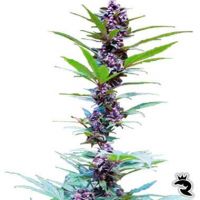 CannaBiogen Deluxe Mix