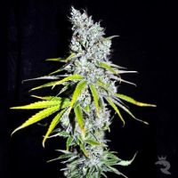 CBD Skunk Haze Feminized