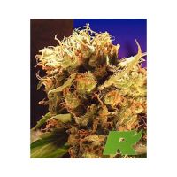 Ceres Seeds Orange Bud Feminized