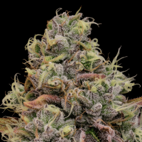 Chaos Cake Feminized Seeds 
