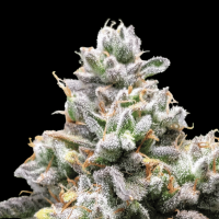 Cheese Puffs Feminized Seeds 
