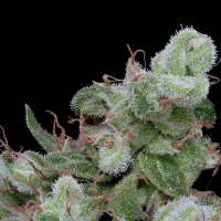 Chemdawg #4 Feminized Seeds