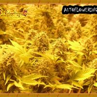 Choc-Matic Auto